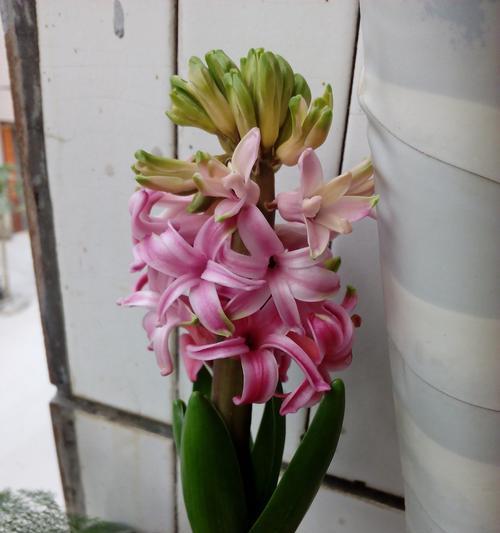 风信子在圣经中的寓意（神圣的花朵）