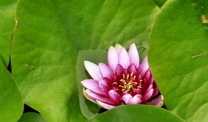 各色睡莲花语（探寻睡莲花海中的世界）