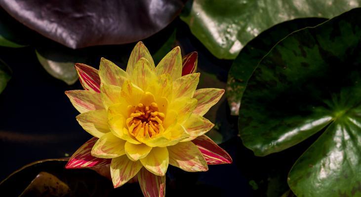 各色睡莲花语（探寻睡莲花海中的世界）