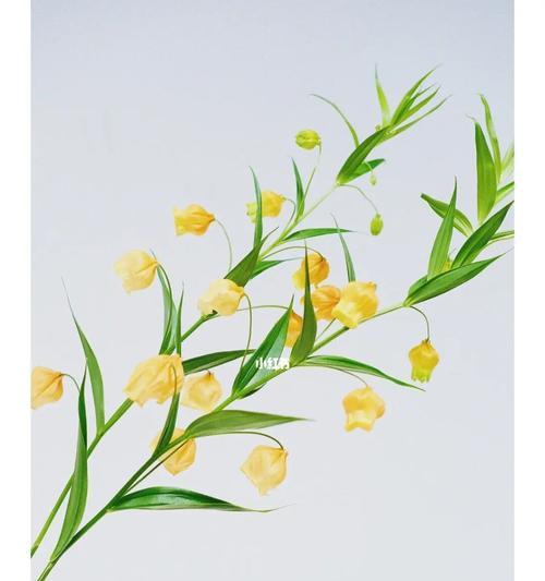 宫灯百合花语（揭示宫灯百合的象征意义）