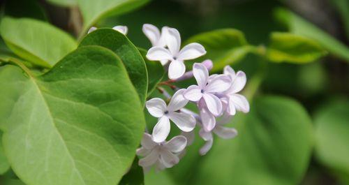 丁香花语（丁香花语的含义及文化内涵）