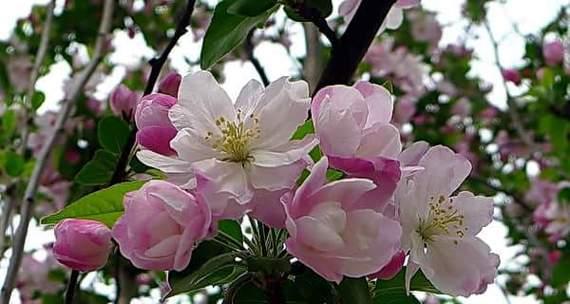 海棠花花语——爱的承诺（唯美诗意）