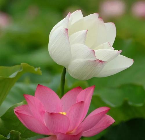 荷花花语——生命的坚韧与美丽（探寻荷花的生命力与花语之谜）