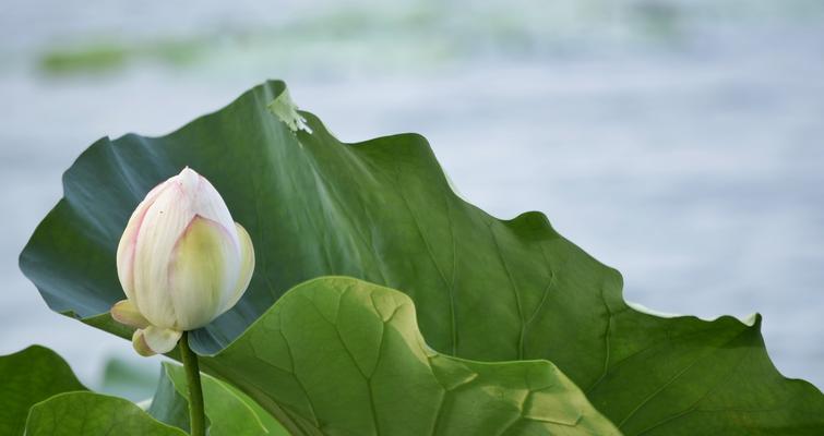 荷花花语——生命的坚韧与美丽（探寻荷花的生命力与花语之谜）