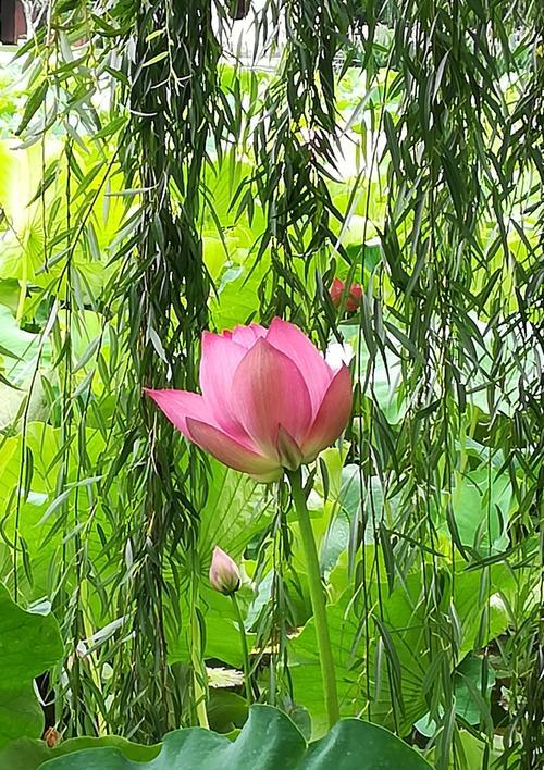 荷花花语（寄托清雅与纯洁）