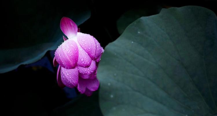 荷花的花语与寓意（荷花的美丽与哲理）