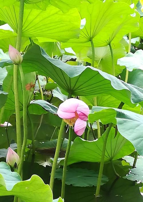 荷花花语与文化传承（荷花之美与寓意的探究）