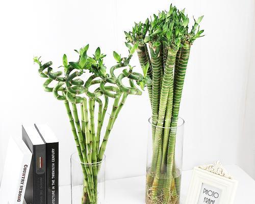以荷花竹的花语（花开荷塘）