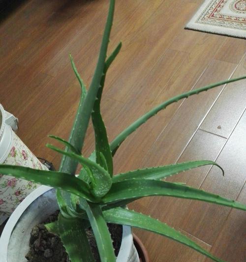 红叶芦荟的花语——生命与热情的象征（探寻红叶芦荟的花语之美）