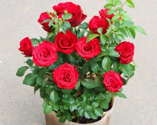 红羽玫瑰花语的含义及象征（探索红羽玫瑰的浪漫与情感之花）