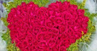 红羽玫瑰花语的含义及象征（探索红羽玫瑰的浪漫与情感之花）