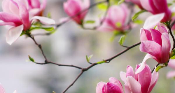 红玉兰花的寓意和象征（探寻红玉兰花的内涵与象征意义）
