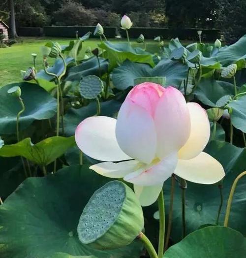 荷花的花语及其寓意（探索荷花的花语与文化底蕴）