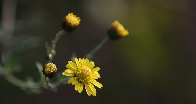 花香绽放，菊花情缘（用花语述说各色菊花的美丽与寓意）