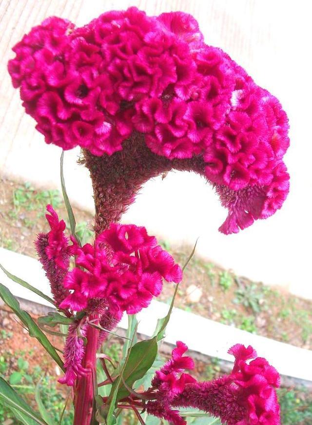 以鸡冠花为寓意的花卉文化探析（探寻鸡冠花背后的象征与意义）