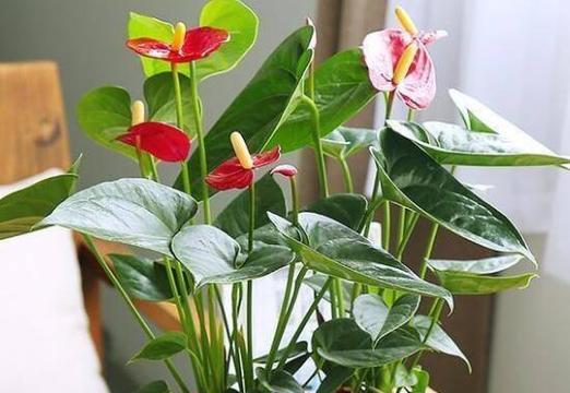 石竹花在家中的风水寓意（以石竹花提升家庭的风水能量）