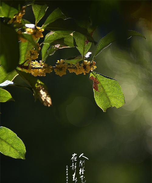 金桂花树的花语与美丽祝福（金桂花树）