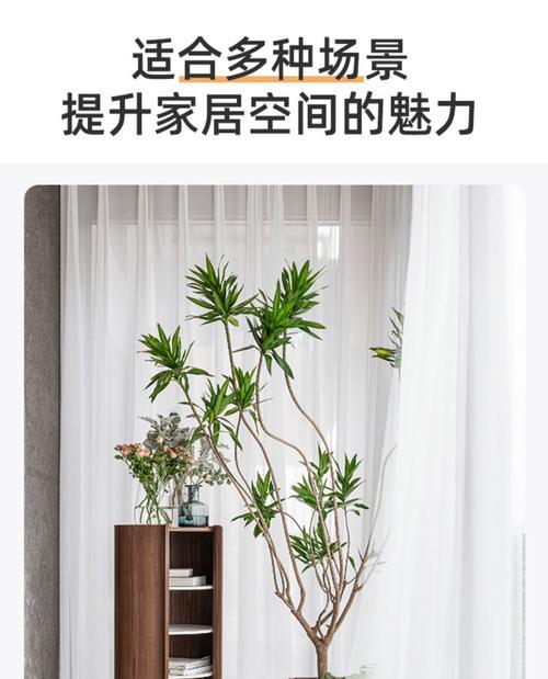 金心百合竹花语（金心百合竹花语）