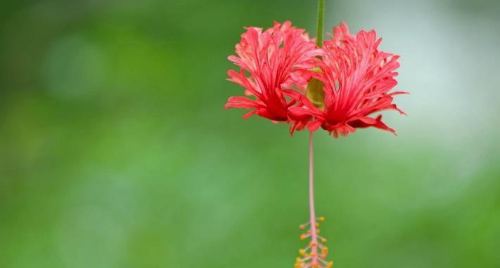 九月桃花刀（揭秘九月桃花刀的历史渊源及其独特之处）