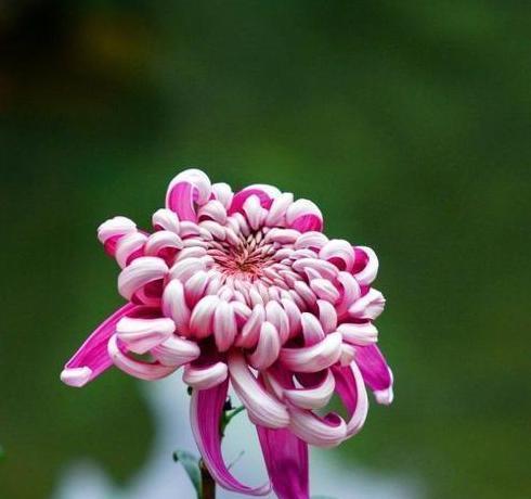 粉色菊花的花语及象征意义解读（探索粉色菊花所传递的爱）