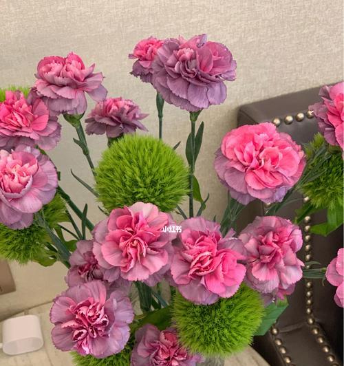 康乃馨的象征意义及其美丽的传说（康乃馨的浪漫与坚韧）
