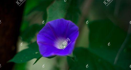 蓝色牵牛花花语（探寻蓝色牵牛花的花语之谜）