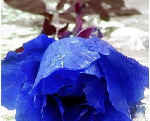 蓝色月季花开的花园（探索蓝色月季的花语之美）