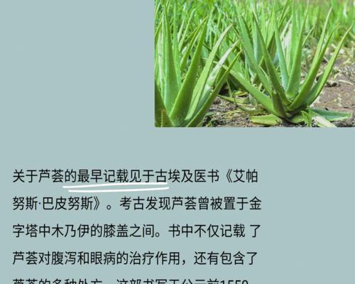 芦荟传说与花语（揭秘芦荟传说）