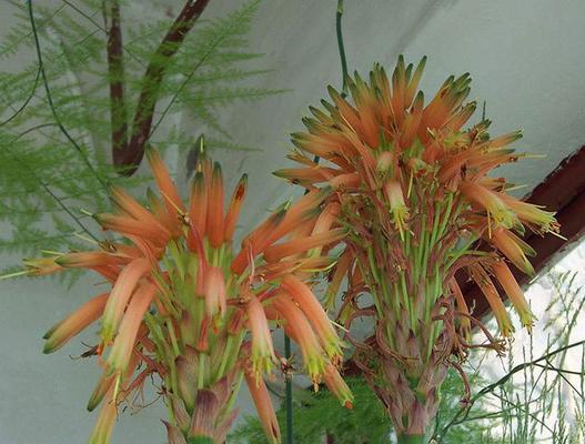 以芦荟花语是什么花（探索芦荟的花语与寓意）