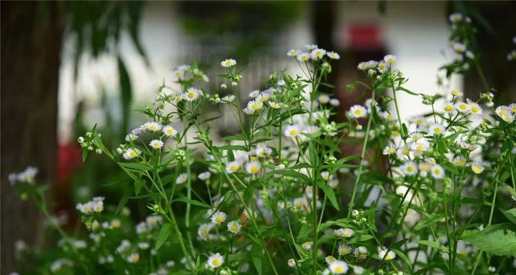 绿色雏菊花语（探索雏菊的花语与意义）