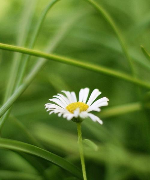 绿色雏菊花语（探索雏菊的花语与意义）