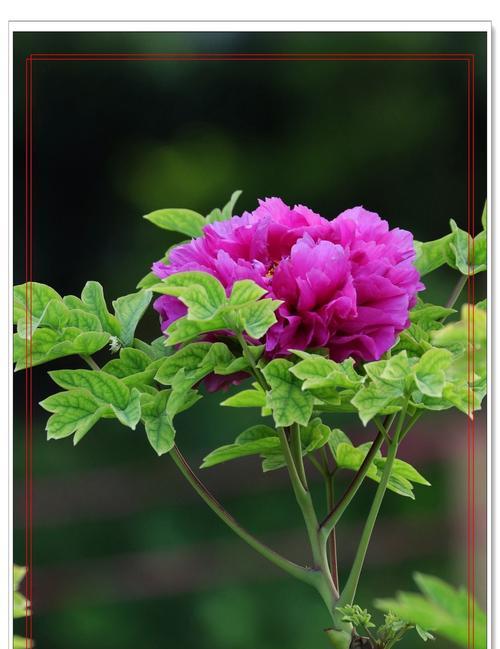 绿色牡丹花（绿色牡丹花的隐喻与象征）