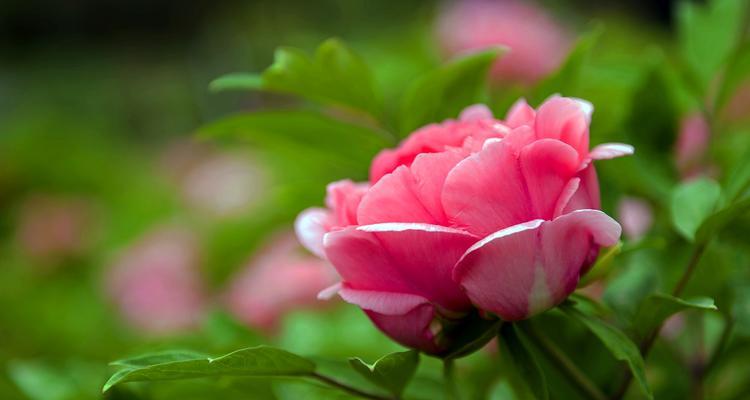 绿色牡丹花（绿色牡丹花的隐喻与象征）
