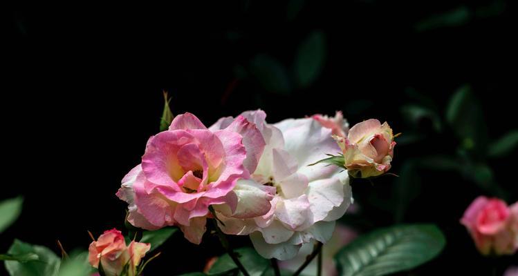 花开盛世，芬芳永驻（探秘玫瑰与月季的花语之美）