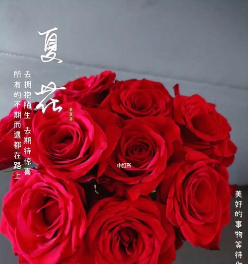 玫瑰花的品种和意义（探索玫瑰花的多样品种及其象征意义）