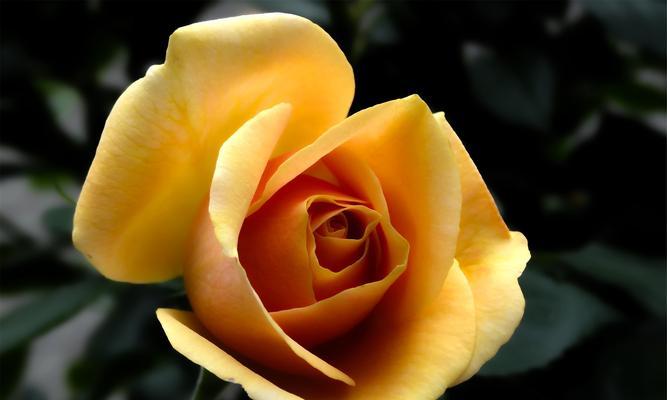 玫瑰花样的植物——美丽与多样性的象征（探索玫瑰花纹的奇妙世界）