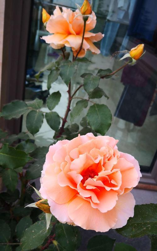 玫瑰家庭（从花卉到家庭）