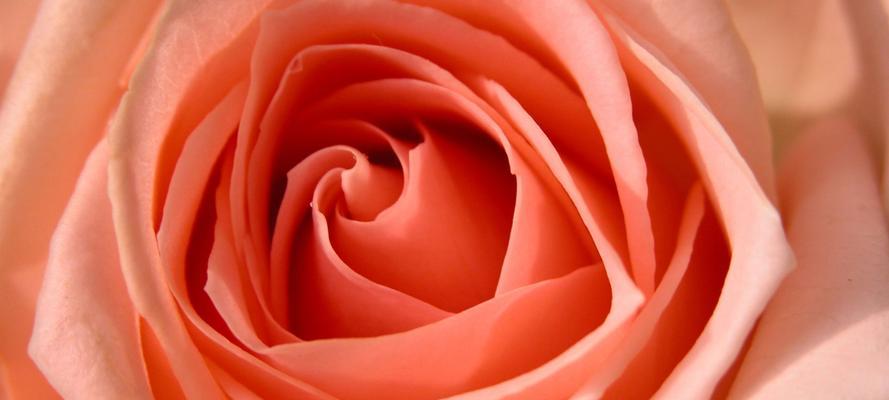 玫瑰的寓意与象征——西方世界中的爱与美（玫瑰的世界）