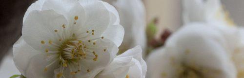 梅花摘心——爱情的深度表达（梅花摘心的含义及历史起源）