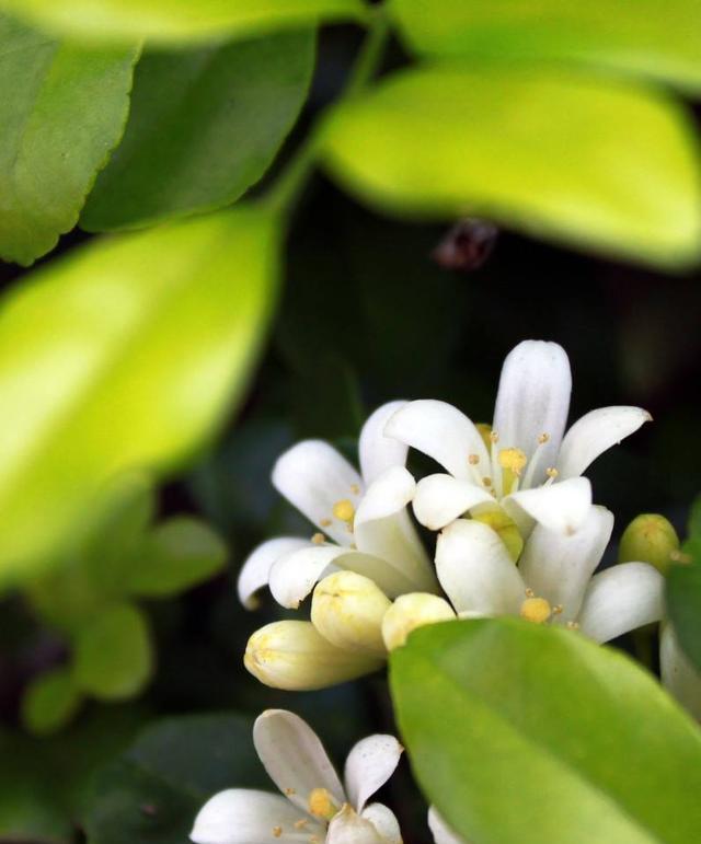 米兰花的花语与寓意（探寻米兰花的神秘与美丽）