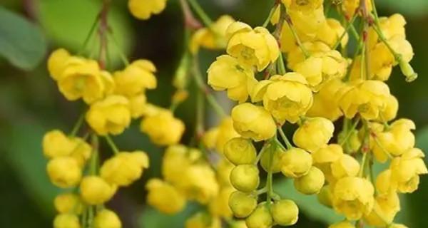 探寻米兰花语之美（解读花朵的神秘语言）