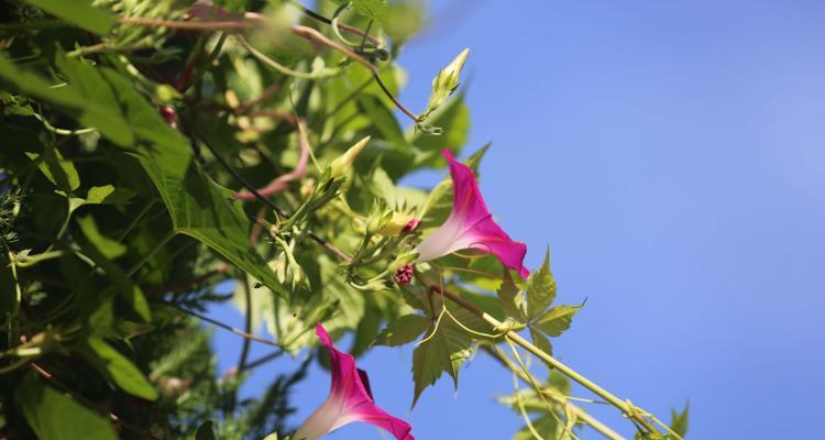 牵牛花（探寻牵牛花的浪漫之谜）