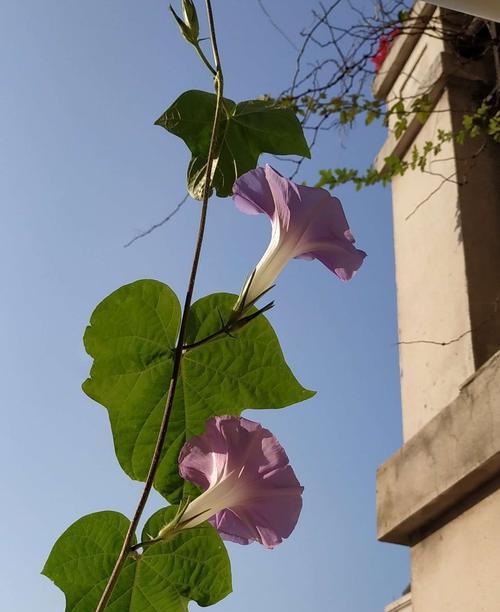 牵牛花（探寻牵牛花的浪漫之谜）