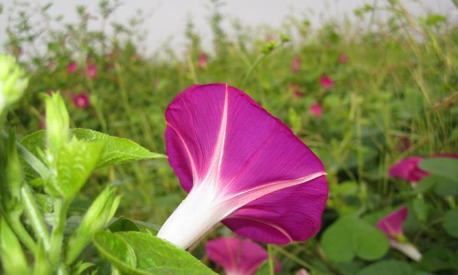 牵牛花的象征意义（探寻牵牛花的奇妙内涵）