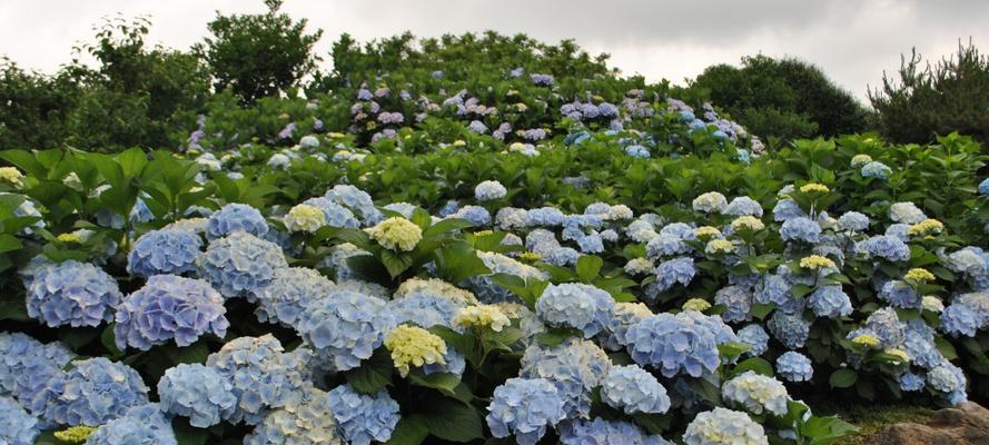 芹叶牡丹花语（以芹叶牡丹花语为主题）