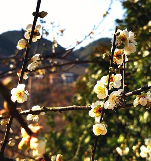 青梅花语，寓意与美好（唤醒春天的符号）