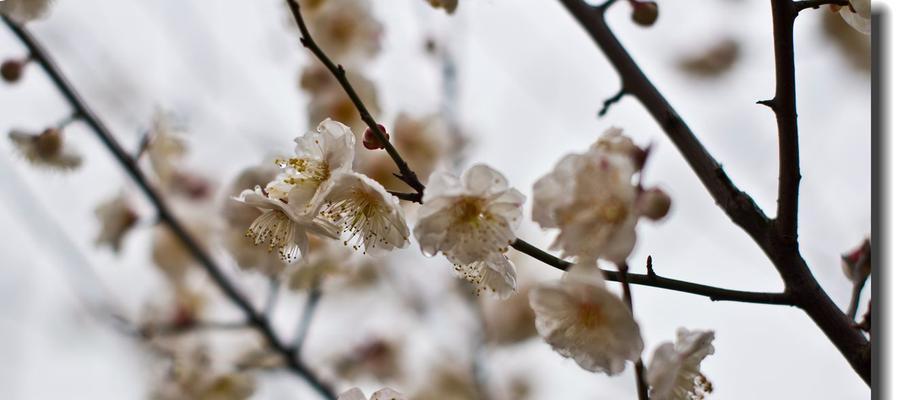 青梅花语，寓意与美好（唤醒春天的符号）