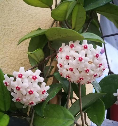球兰花（探索球兰花的美丽与意义）