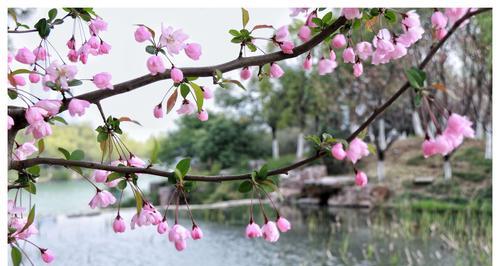 海棠花花语（探寻海棠花的浪漫花语）