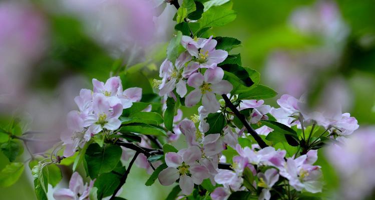 海棠花花语（探寻海棠花的浪漫花语）
